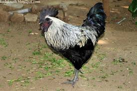 Image 79 Of 140 In Forum Thread Ayam Cemani Chicken Breeds Barnyard Buddies Rooster