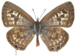 Image result for Indigofera subargentea