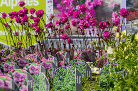 In shady spots the roots can sometimes spread strongly, with. Garden Outdoor Plants For Sale At Dean S Garden Centre In York