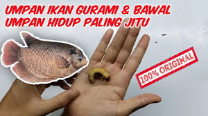Umpan Ikan Gurami Bawal Liar Dan Harian Paling Jitu Youtube