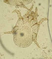 Image result for what do otodectes cynotis look like in dog fur