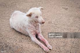 Image result for scabies dogs detail