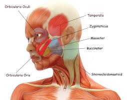 (redirected from striped muscles) also found in: The Muscles Of The Head Trunk And Shoulders Scientist Cindy