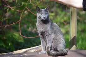 Russisch blau erwachsen reinrassiger russisch blau, mit stammbaum deckkater. Notfal Russisch Blau Und Sibirische Katzen Vom Hexenstieg Facebook