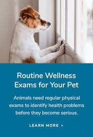 Barlia is always kind and attentive. Emergency Care Berkeley Dog Cat Hospital Veterinarian In Berkeley