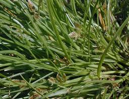 Image result for Cyperus deciduus