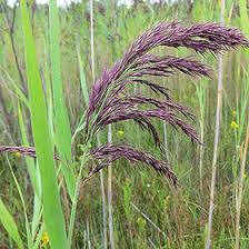 Image result for Phragmites australis
