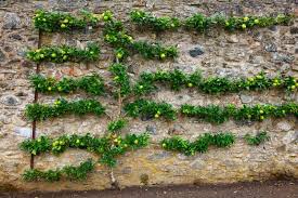 Some fruit trees need a minimum of 45 days of temperatures below 45°f. How To Espalier Fruit Trees What It Is