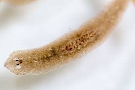 Bargmann watches two colleagues manipulate a microscopic roundworm. Researchers Work To Genetically Modify Flatworms Understand Their Regenerative Powers News Center Stanford Medicine