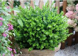 For example, sprinter boxwood ( buxus microphylla 'bulthouse') is a perfect container boxwood, growing to about 2 to 4 feet tall and wide. 20 Best Boxwood Shrubs To Plant Boxwood Bush And Hedge Ideas