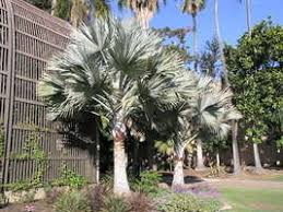 Feel free to speak with our nursery pro for placement a beauty during the day or night, this mexican blue palm tree is bound to be a focal point in your landscape. Blue Fan Palms For The Desert Landscape Unique Trees For Both Public And Private Parks And Gardens Dave S Garden