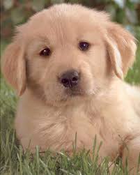 (grca) and is licensed by the american kennel club (akc) for specialty shows, obedience trials, agility trials, and hunting retriever tests. 49 Cute Golden Retriever Puppies Wallpaper On Wallpapersafari