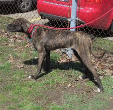 How much do great dane puppies cost? Fawn Great Dane Puppies For Sale In Ohio Guide At Puppies Status Velocity Uwaterloo Ca