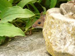 One extensive test performed by kansas state university in 2002 found that the devices were. Ultrasonic Mice Repellent How Do They Work Diy Rodent Control