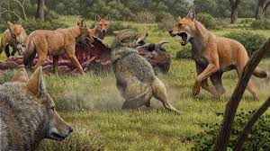 They tend to live in the remote wilderness, though red wolves prefer to live in swamps, coastal prairies and forests. The Legendary Dire Wolf May Not Have Been A Wolf At All Science Aaas