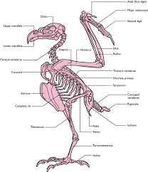 Sections 1 birds 2 mammals. Birds Veterian Key