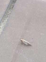 We did not find results for: Nvwa Roept Op Om Vondsten Van Tijgermug Te Melden Hortipoint