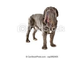 Catalano francese inglese italiano olandese portoghese russo spagnolo tedesco. Mastino Napoletano Mastino Anche Mastiff Fondo Napoletano Isolato Neapolitan Neo Italiano Nickname Come Saputo Canstock