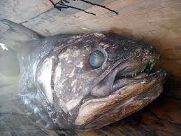 Coelacanthus is a genus of extinct coelacanths that first appeared during the permian period. Coelacantus Photo Diving Madagascar