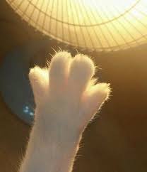 Cat Paw Guzel Kediler Cok Sirin Hayvanlar Komik Hayvanlar