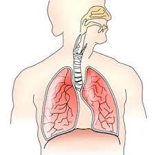 In categoria afectiuni respiratorii de pe mattca te asteapta o gama diversificata de siropuri, extracte, capsule moi, ceaiuri si altele pentru tratarea afectiunilor respiratorii. Respiratia Dupa Leziuni Ale Maduvei Spinarii