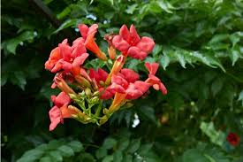 I used the jeffy seed starter soil. Trumpet Vines How To Grow And Care For Hummingbird Vine Florgeous
