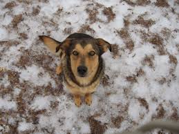 Image result for organicgreendoctor.com dog