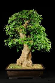 Schnell wachsende bäume sogar alle. Bonsai Blog Of Sandor Papp November 2009 Bonsai Baum Kleine Baume Bonsai