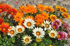 It is naturalised elsewhere and is widely cultivated as an ornamental plant. Orange Und Weiss Gazania Rigens Aka Trailing Gazania Blumen Lizenzfreie Fotos Bilder Und Stock Fotografie Image 41373678