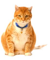 Long hair cats tend to weight more because of their hair. Kittenhood Obesity Overweight Cats
