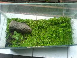 Agar aquascape tetap terjaga keindahannya, pelajari cara mudah merawat aquascape di artikel ini. Emersed Kenapa Tidak Simple Aquascape