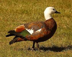 Black Water Bird With White Stripe On Head Pin On Birds Water Fowl Anseriforms