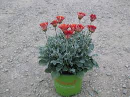 Image result for Arctotis