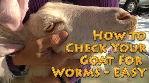 How To Check Your Goat For Worms Easy Method Check Goats For Worms