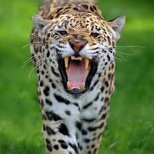 The amazon rainforest in central and south america houses species such as the jaguar, poison arrow frog, anaconda, and sloth. Jaguar Guide How To Identify Where To See And Conservation Discover Wildlife