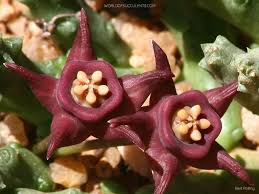 Image result for Duvalia