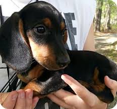 Primarily, because there are other, more popular breeds. Dachshund Puppies For Adoption The Y Guide