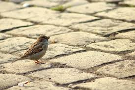 The pride that salt springs paving corp. How To Clean Your Paving And Patio After Winter Molly Maid