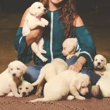 Check spelling or type a new query. Akc Labrador Retriever Puppies In Kentucky Home Facebook