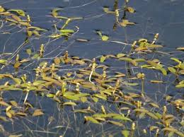 Image result for Potamogeton octandrus