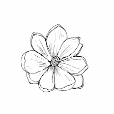 Pink magnolia flower and leaf drawing illustration with line art on white backgrounds. Magnolia Flower Tattoo Drawing Novocom Top