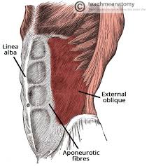 Extending across the anterior surface of the body from the superior border of the pelvis to the inferior border of the ribcage are the muscles of the abdominal wall, including the transverse and rectus abdominis and the internal and external obliques. Muscles Of The Abdomen Teachmeanatomy