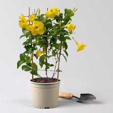 Image result for dipladenie žlutá obrázek