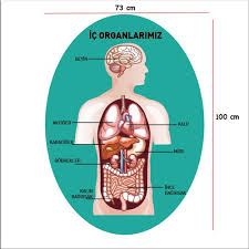 Ega Insan Ic Organlari Sema Duvar Sticker Fiyati