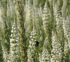 Reseda Odorata Pesquisa Do Google Borders