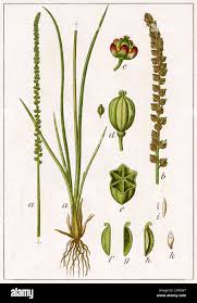 Image result for Juncaginaceae