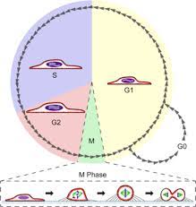 The major steps of mitosis are original animal cell and e. Mitosis Wikipedia