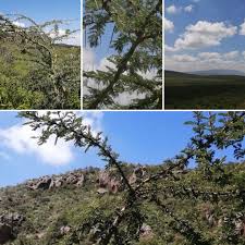 Image result for Acacia kirkii