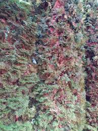 Image result for kabatina thujae