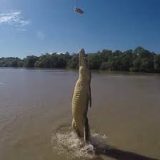 Check spelling or type a new query. Video Of Crocodile Standing Up On His Tail Is Amazing Wgn Tv